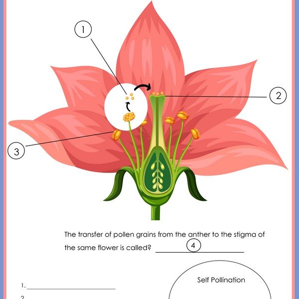 All About Pollination Printables » Share &amp; Remember | Celebrating Child ...