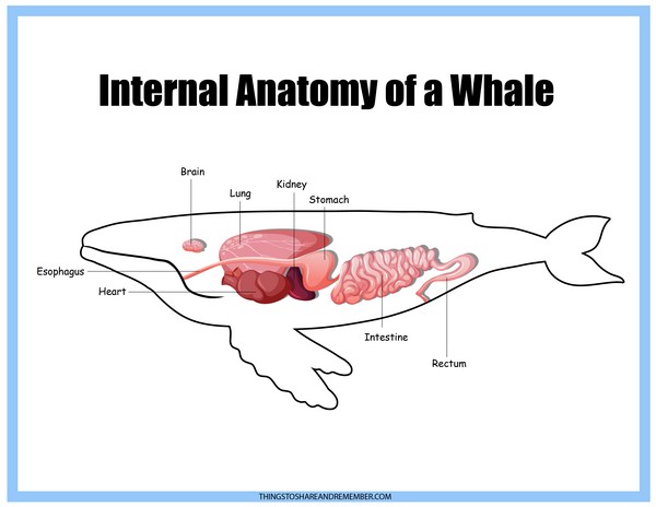 Internal Anatomy of a Whale