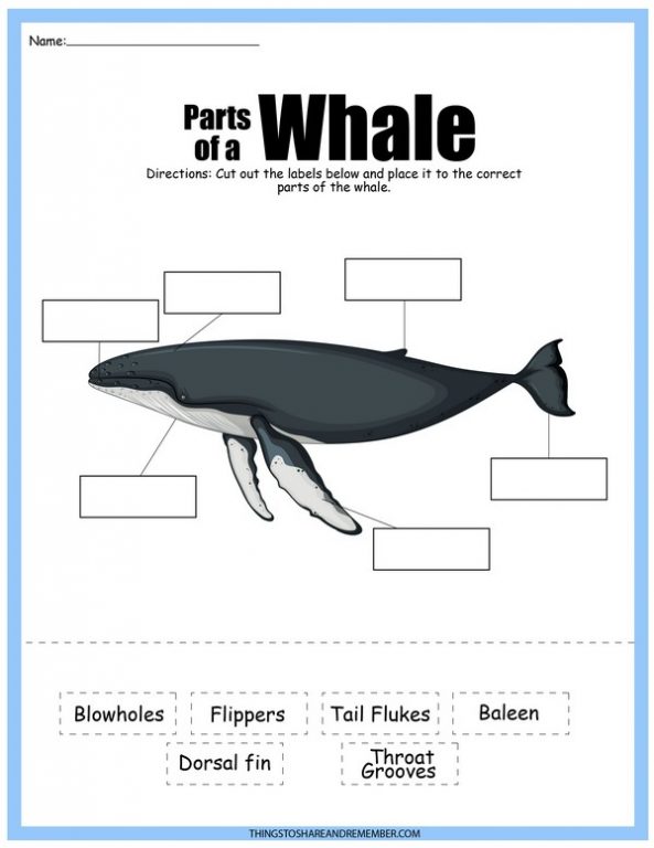 All About Whales Printables » Share &amp; Remember | Celebrating Child &amp; Home
