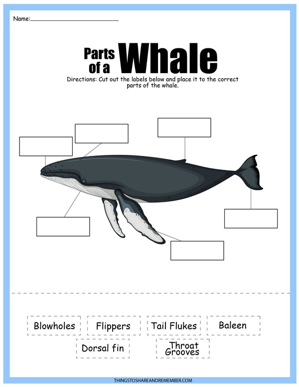Parts of a Whale