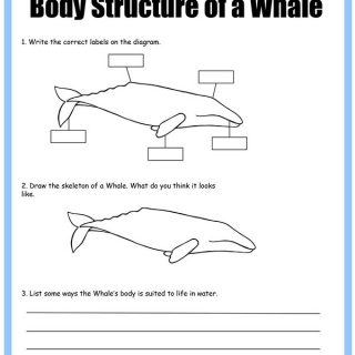 All About Whales Printables » Share &amp; Remember | Celebrating Child &amp; Home