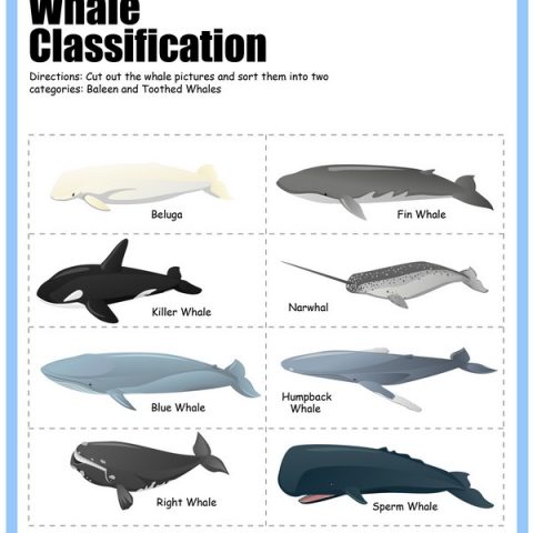 All About Whales Printables » Share &amp; Remember | Celebrating Child &amp; Home