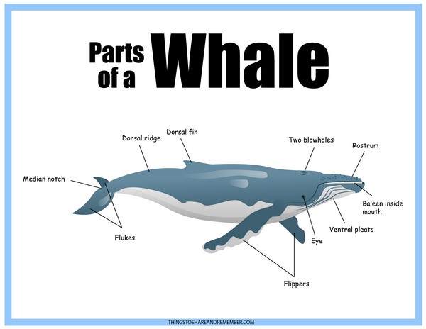 Parts of a Whale poster