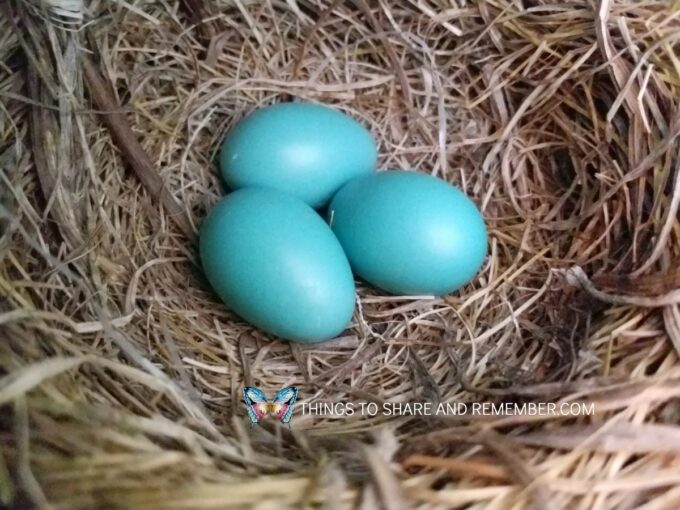 Blue Robin eggs in a nest