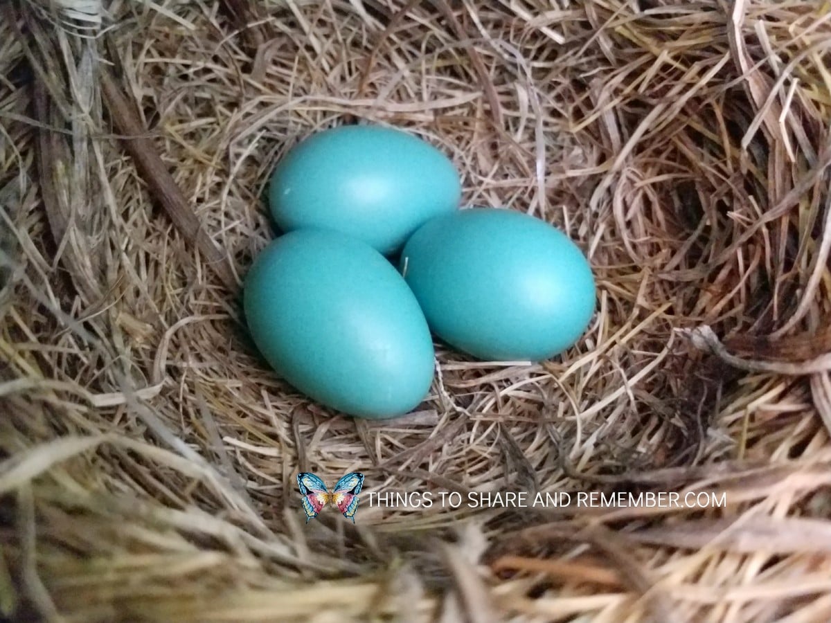 Baby Robin Stages: Printable Life Cycle Poster for Preschool