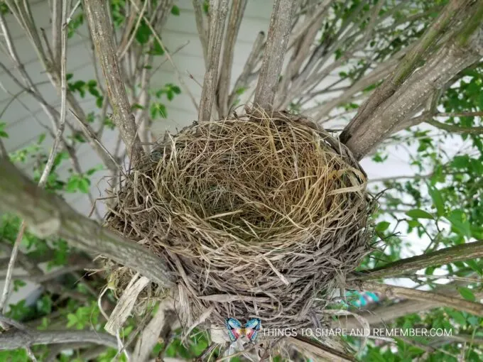 bird nest Robin Poster From Egg to Bird