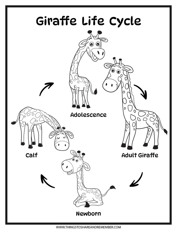 Giraffe life cycle poster